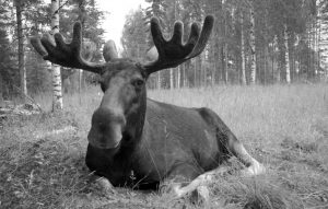 Älghingsten Samuel trollbinder radiolyssnarna